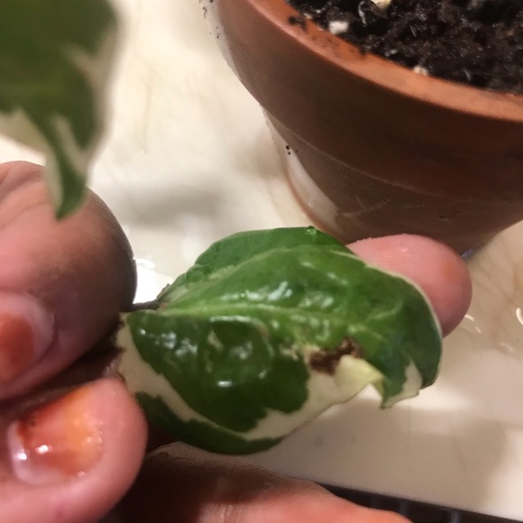 Manjula plant - Picture 10 of 14